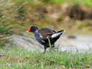 Moorhen – Kokoszka